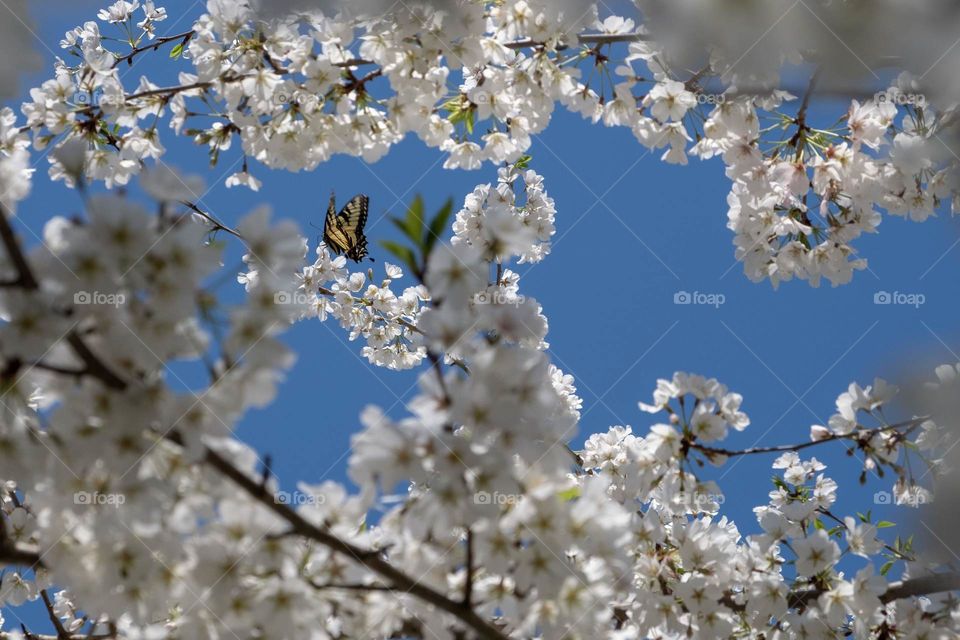 An eastern tiger swallowtail finds the highest brand in a blooming cherry tree in early spring. Crowder County Park, Apex, North Carolina. 