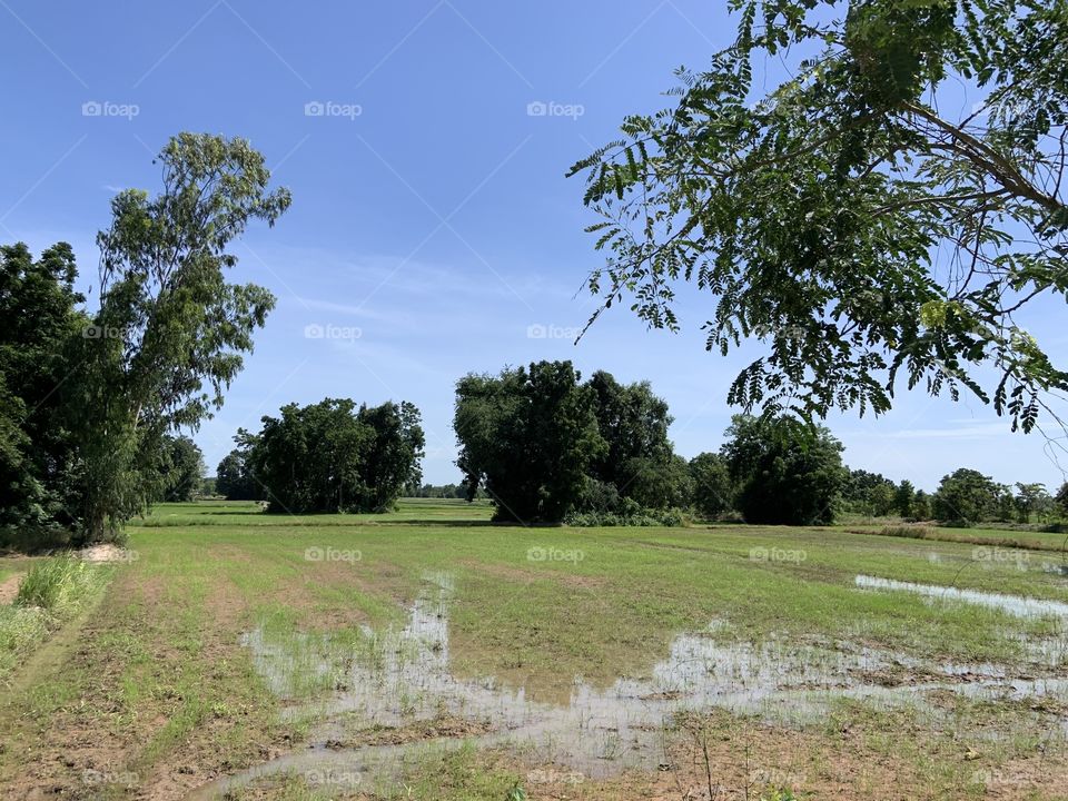 The stories of the rice field, Countryside 