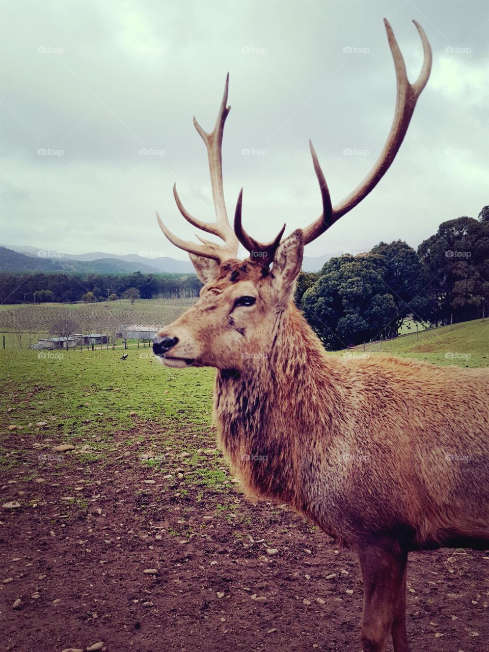 Stag