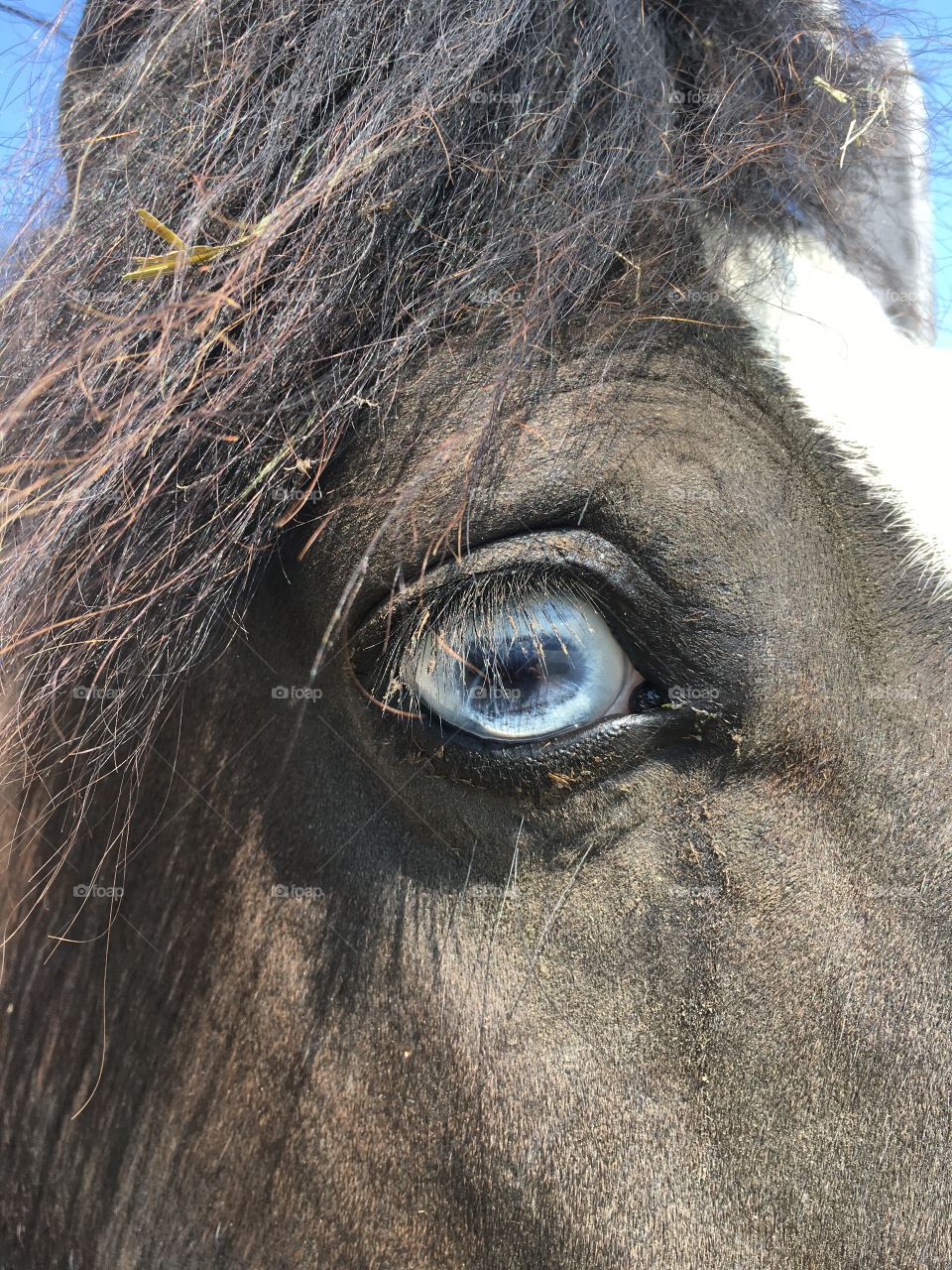 crazy blue eye horse (gypsy banner)
