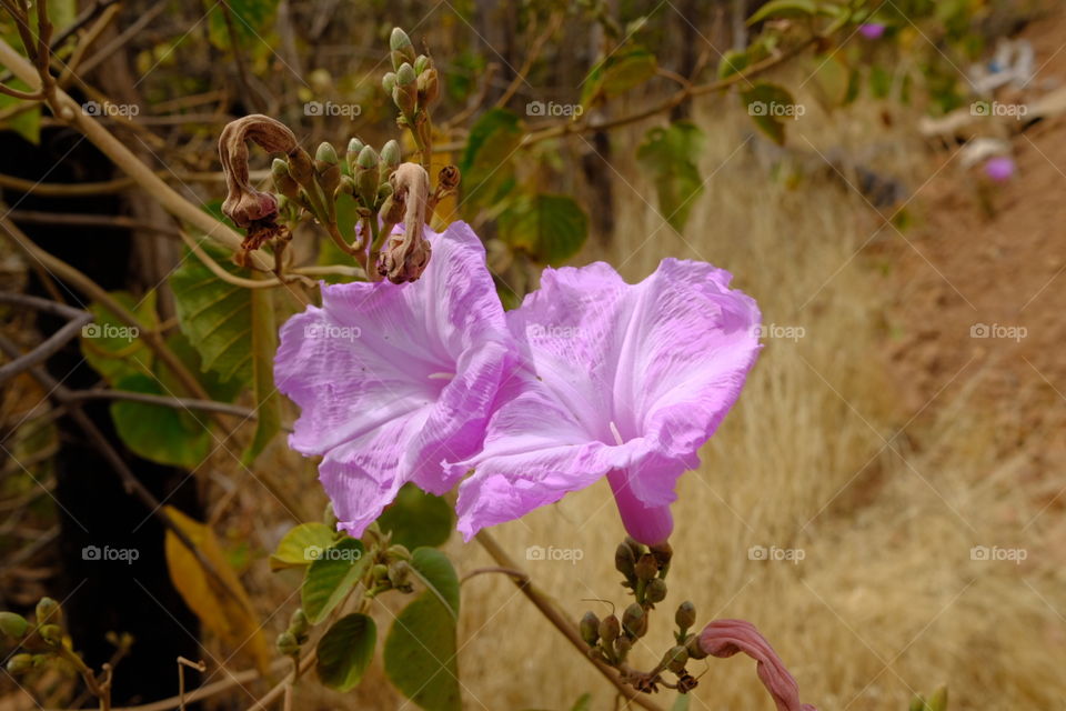 Violet flower in the field