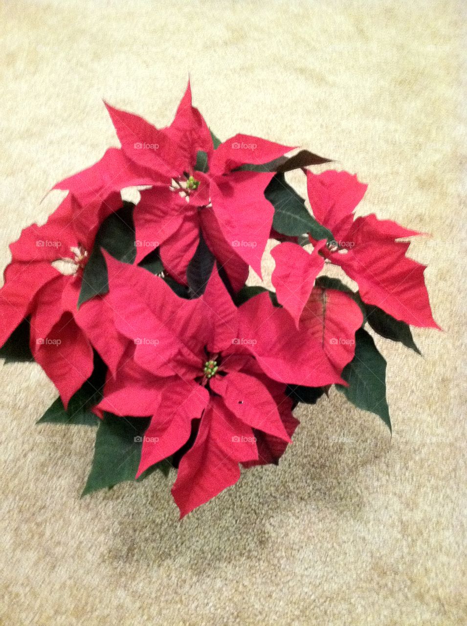 Poinsettias for Xmas 