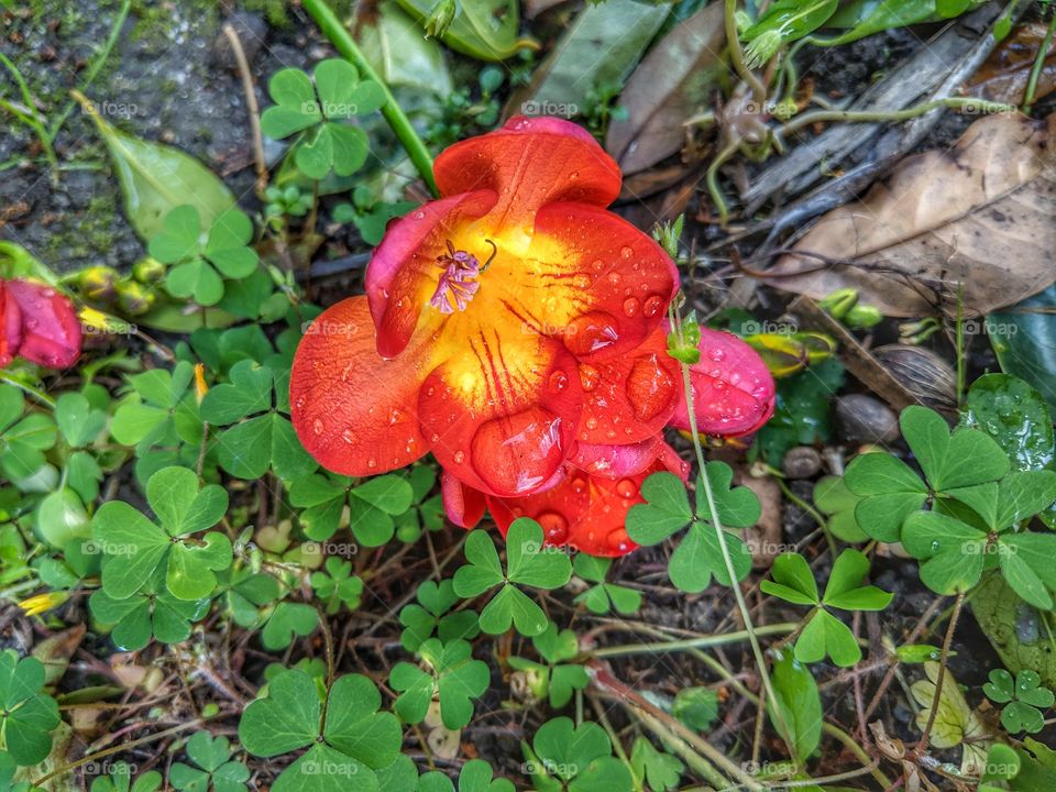 Red-Orange Amaryllis