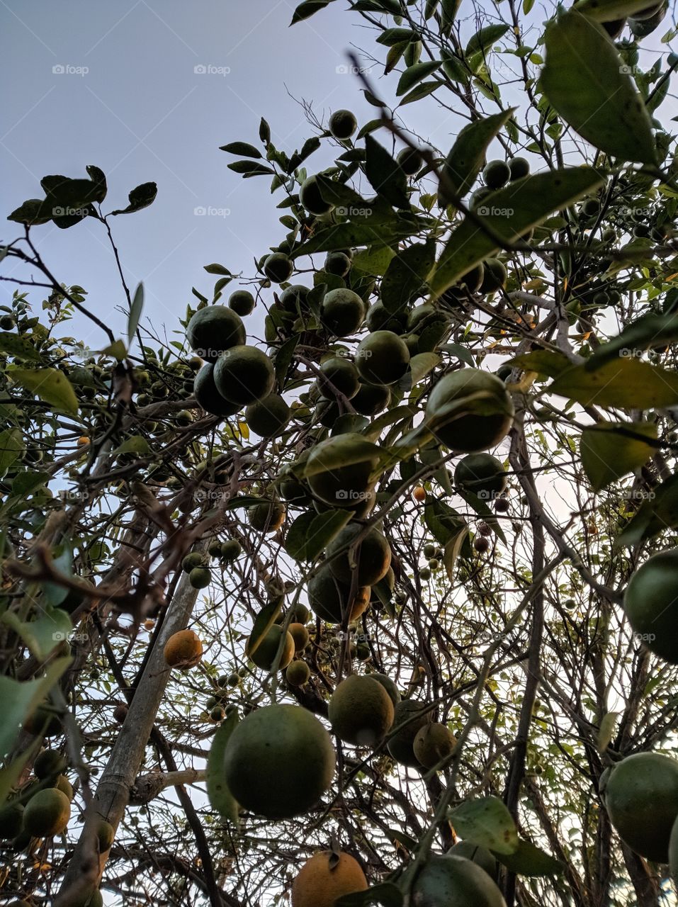 green orange from the garden. it's green but juicy and sweet.