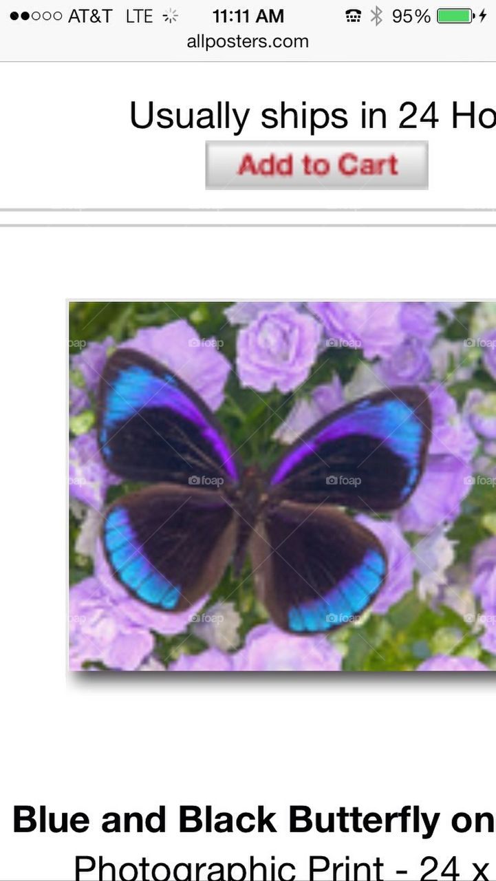 Purple and blue butterfly