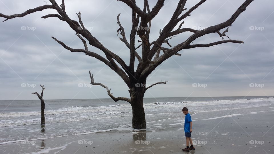 Botany Bay on a Spring Day. A boy exploring the Bone Yard at Botany Bay on an overcast April day.