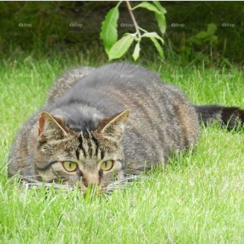 garden grass cat katt by nettan