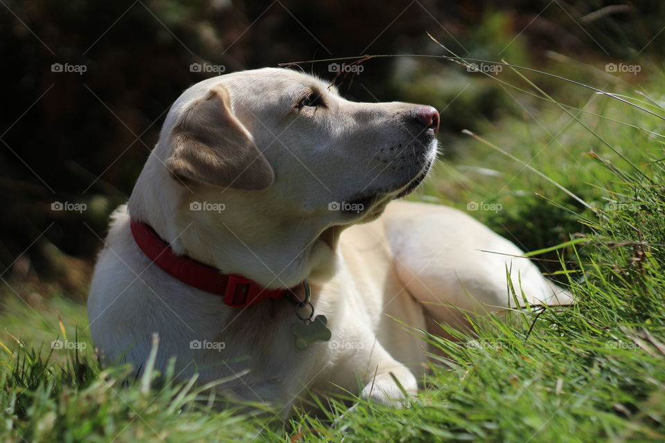 White dog lying on the grassy field