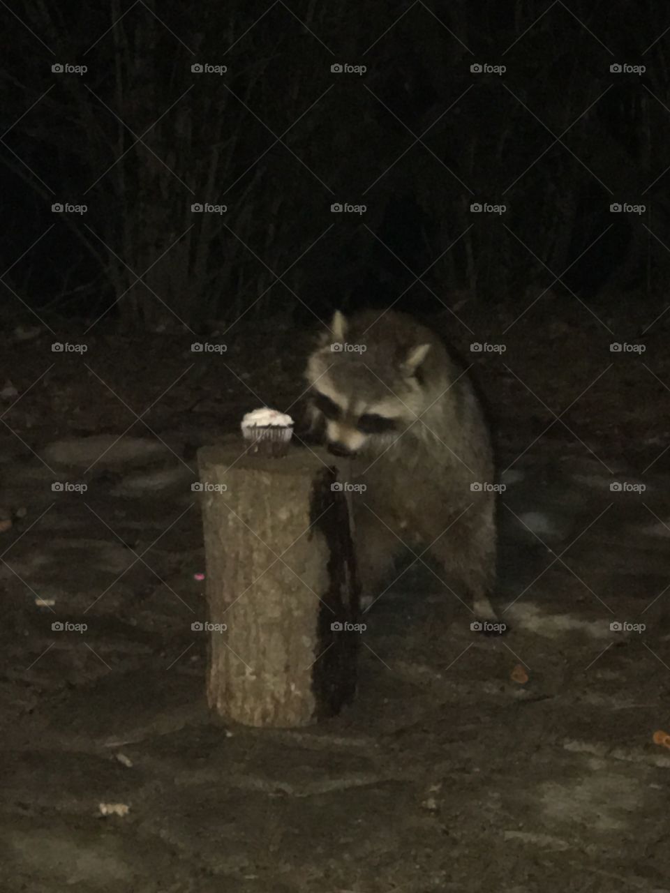 Raccoon