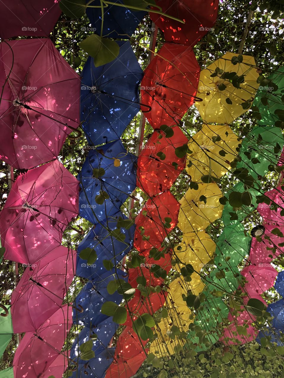 Dubai Miracle Garden 