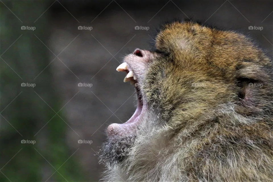 Affe am gähnen