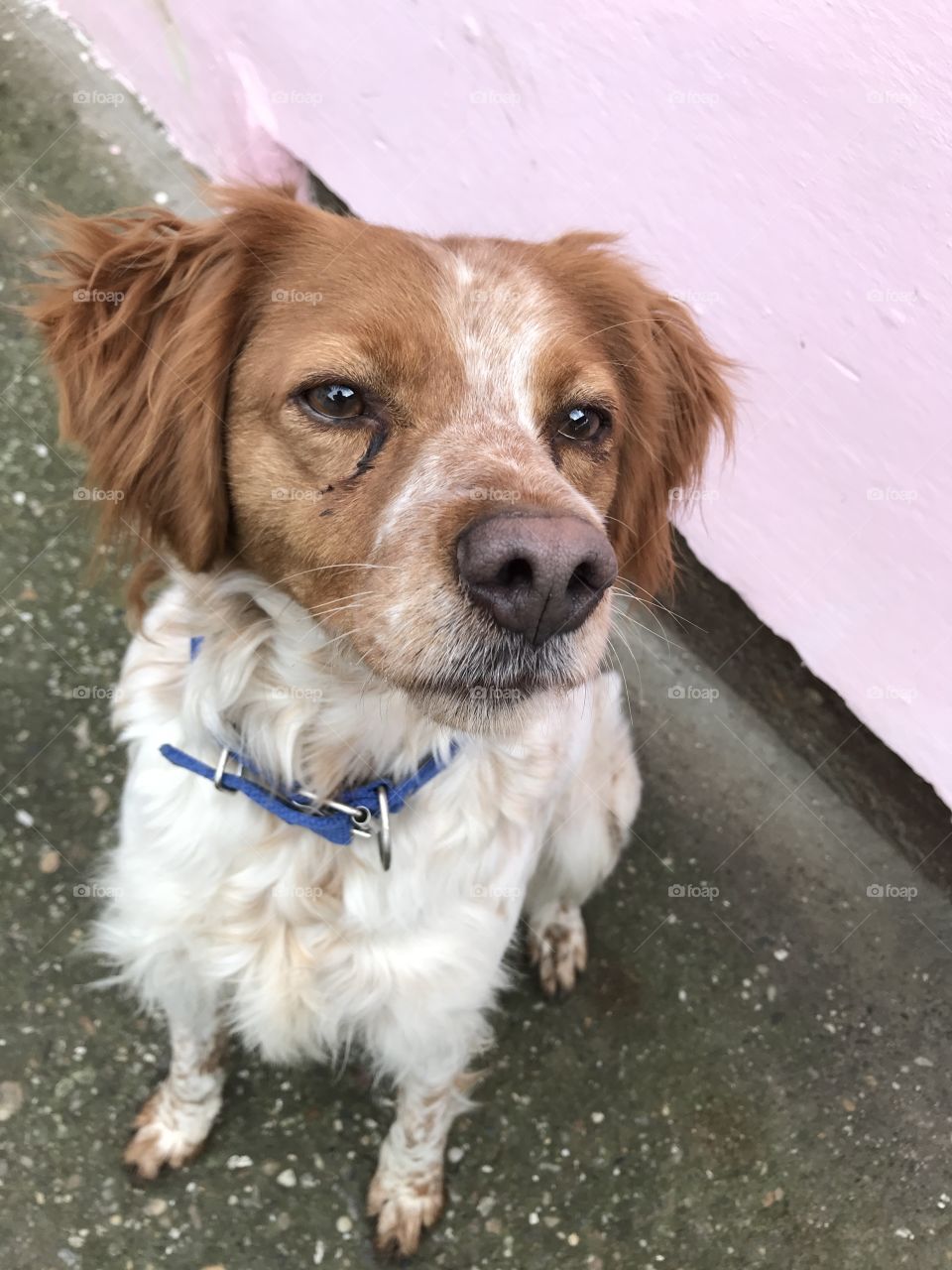 Brittany spaniel breed dog is looking to the side.