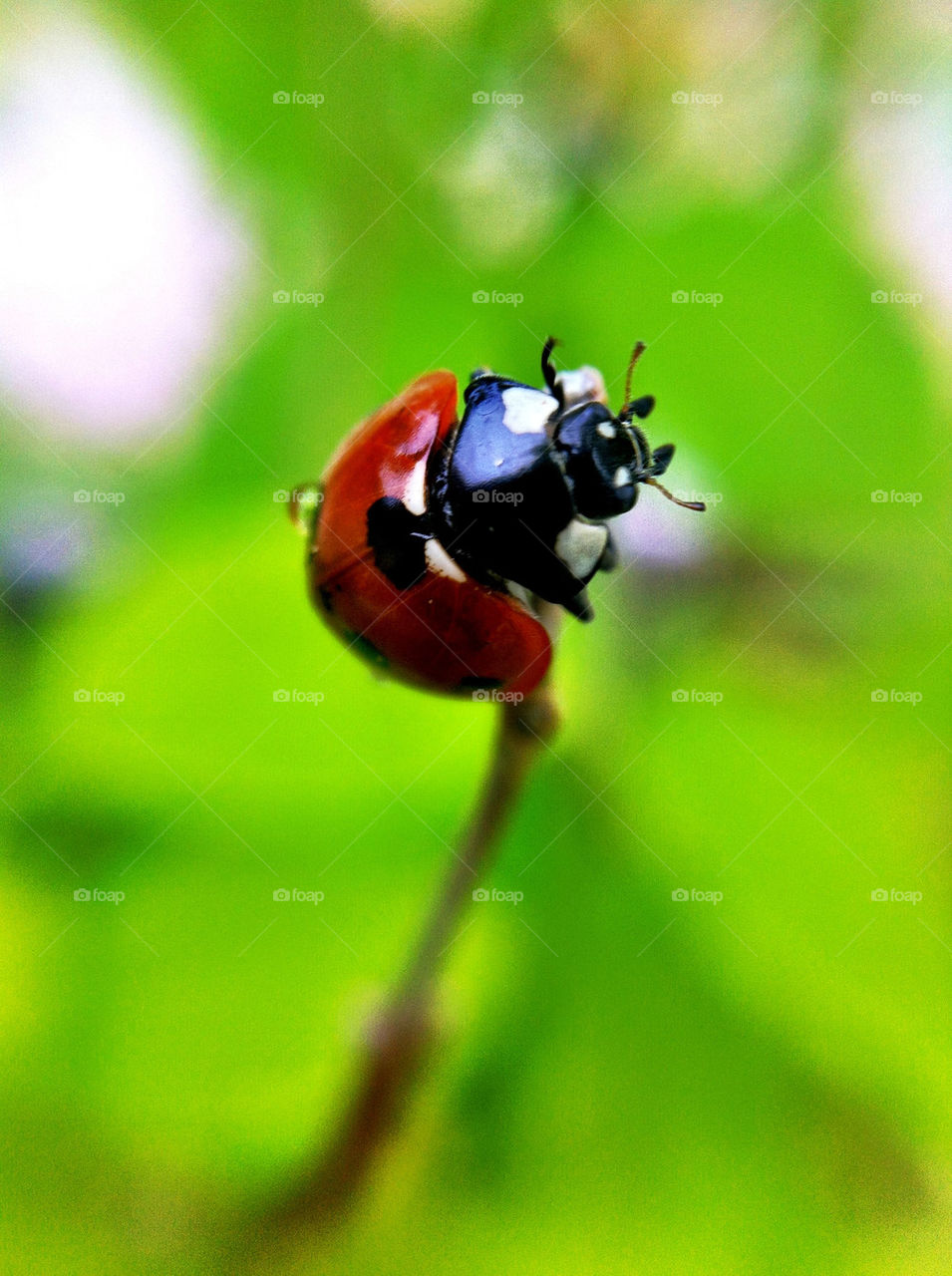 sommar nyckelpiga närbild by ka71