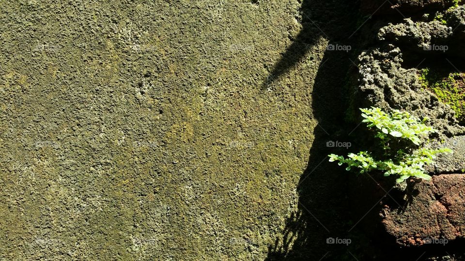 plants that grow on the wall