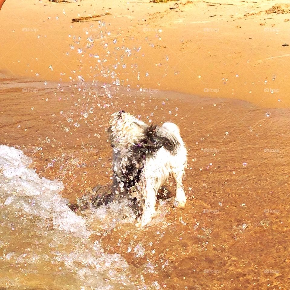 Doggie beach day. Shaking it. 