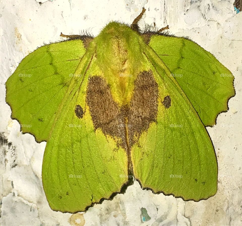 Green Butterfly 