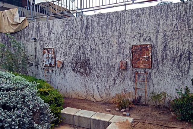 climbing plant