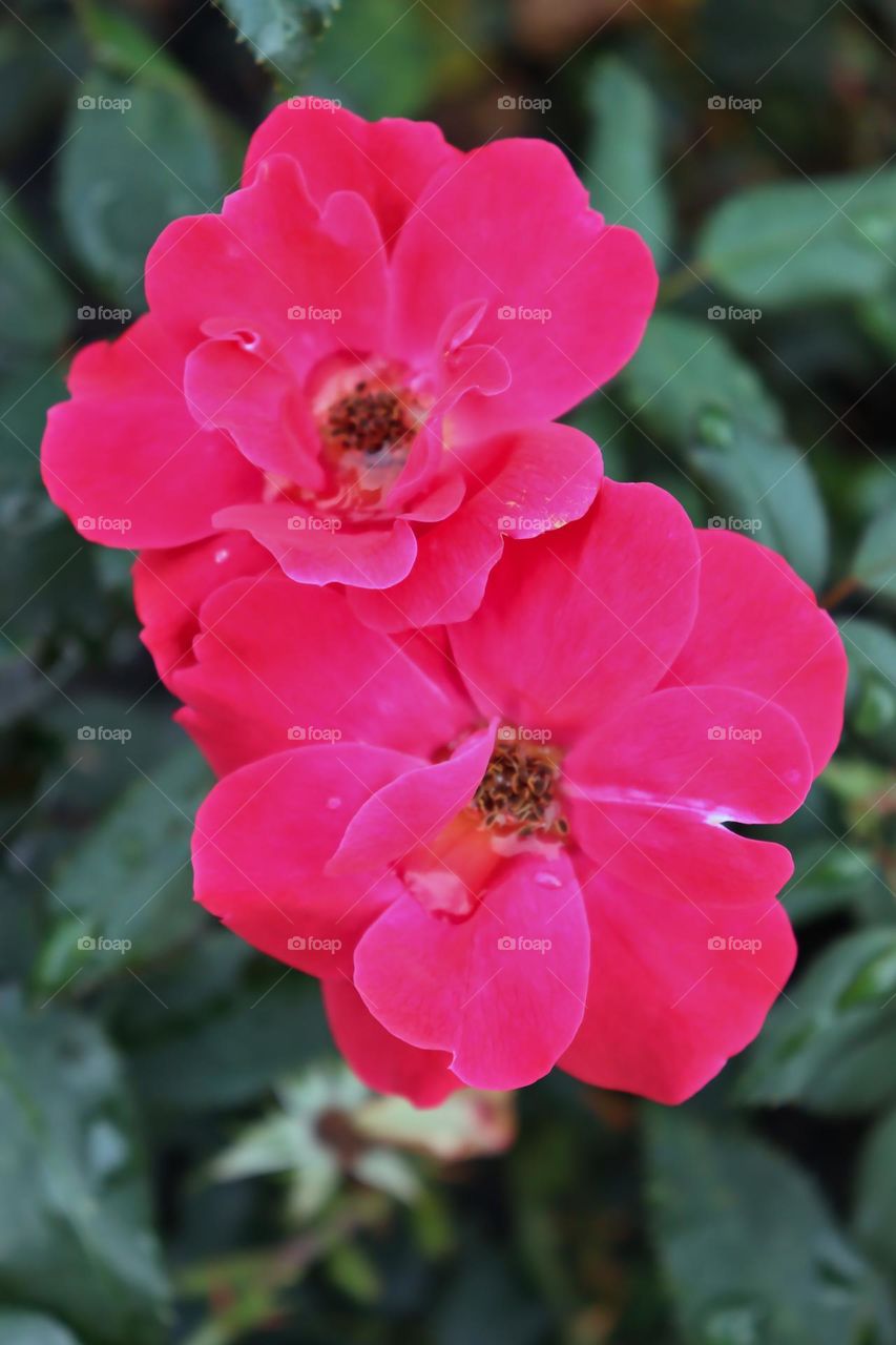 China rose flowers.  