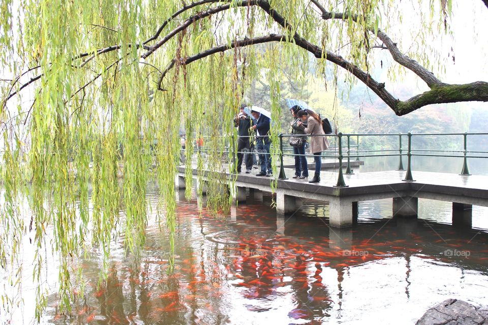Beautiful fishes in the beautiful lake