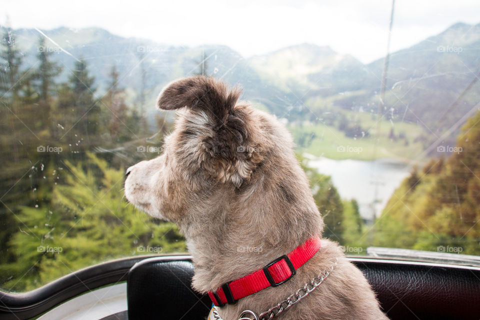 Dog on the cable car