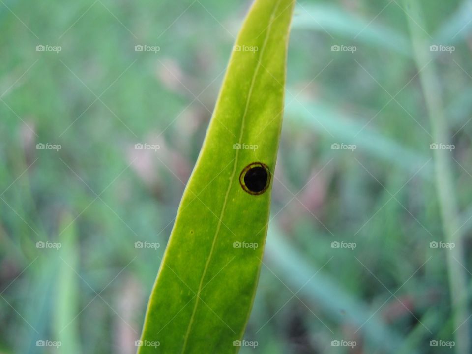 An odd looking leaf in grass with minimal depth of field.