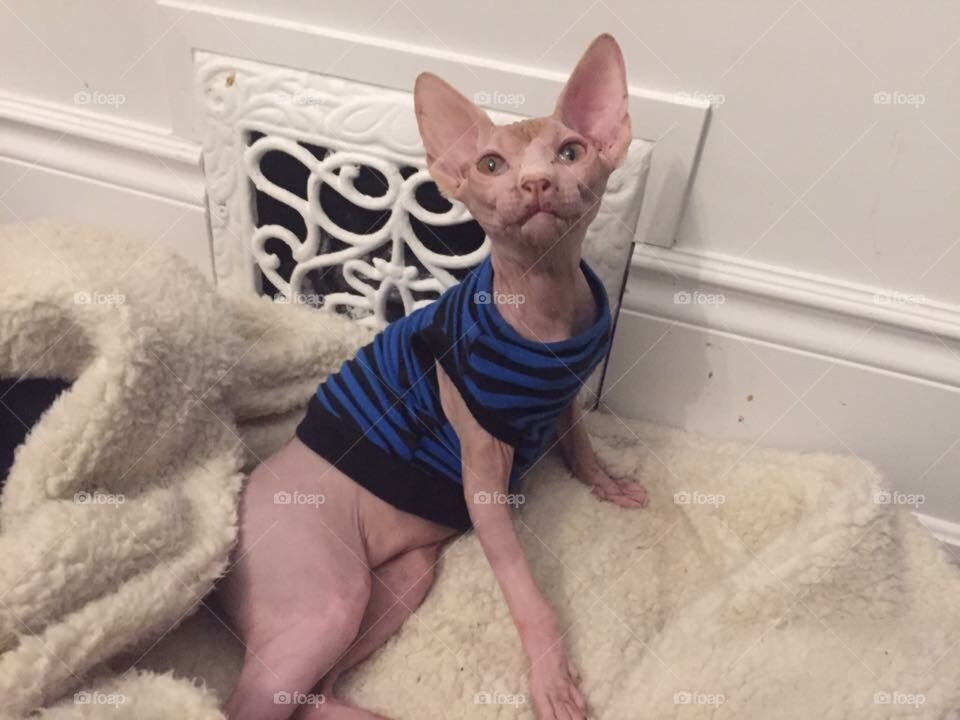 Hairless cat in a sweater