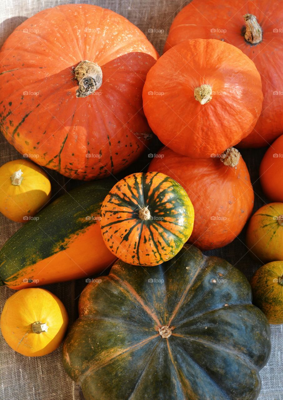 colorful pumpkins Halloween holiday top view background