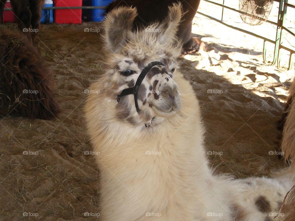 This friendly alpaca was shown in the 4-H fair.