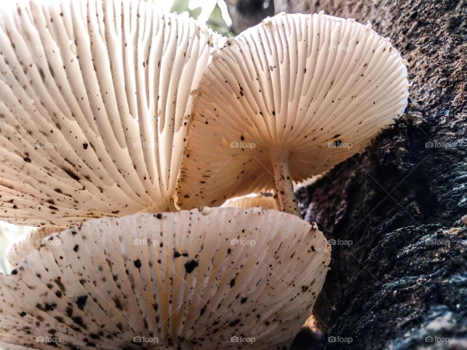 Fungus growing on a tree.