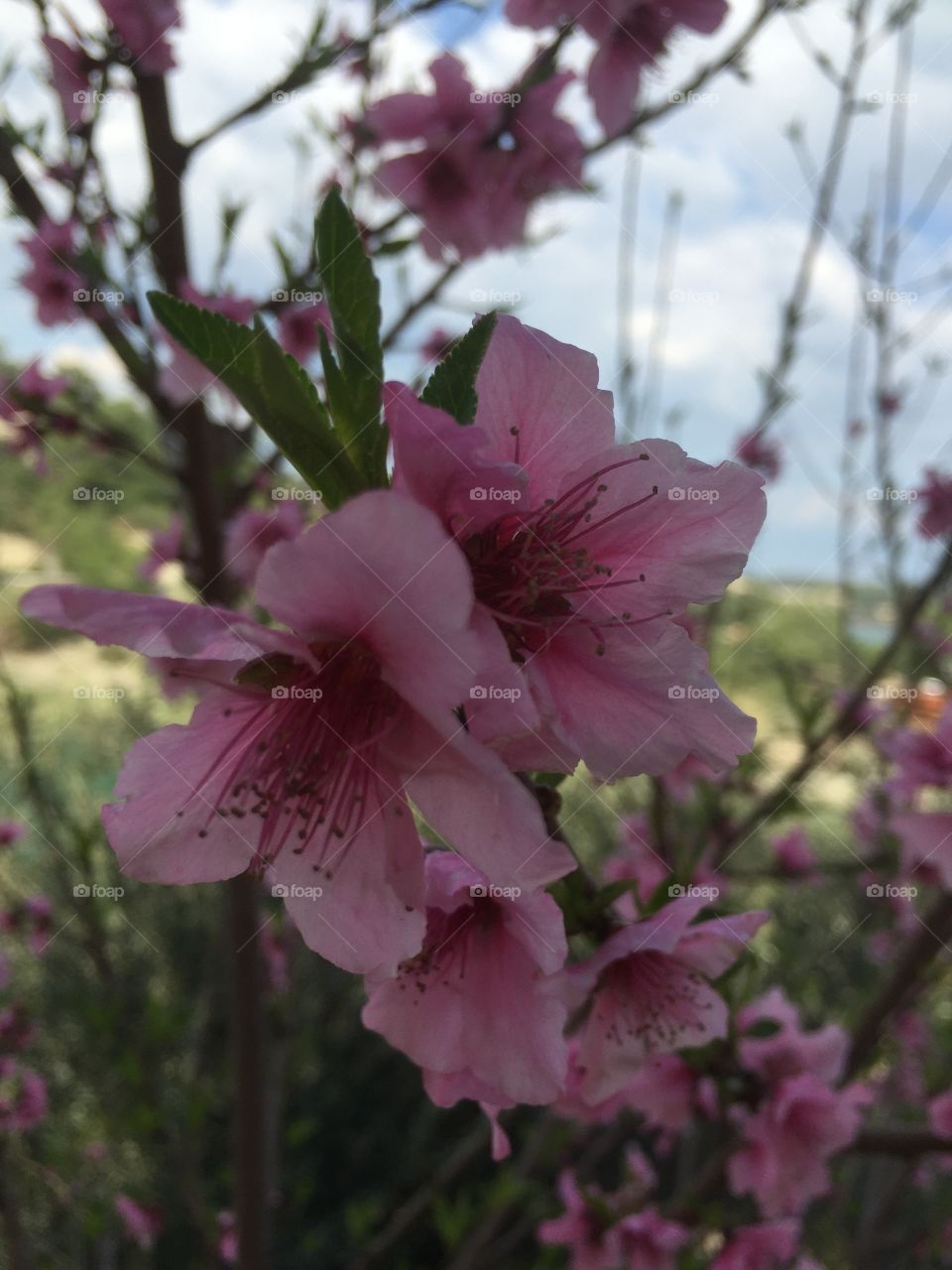 Flower, Nature, No Person, Garden, Flora