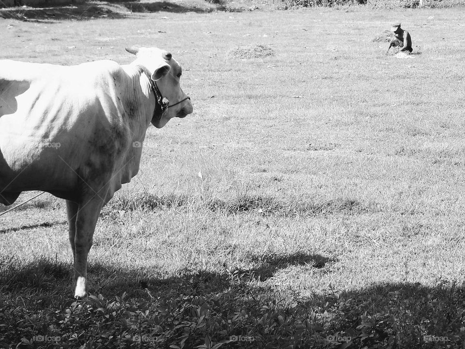 Looking for grass in the field to feed the beloved cow
