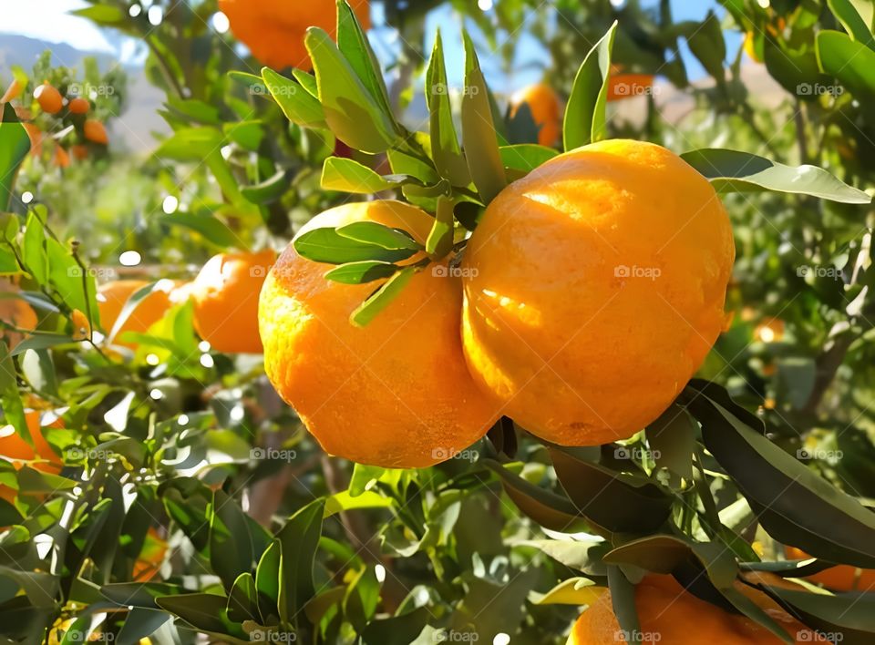 Beautiful oranges from the farm, fresh and clearly visible.