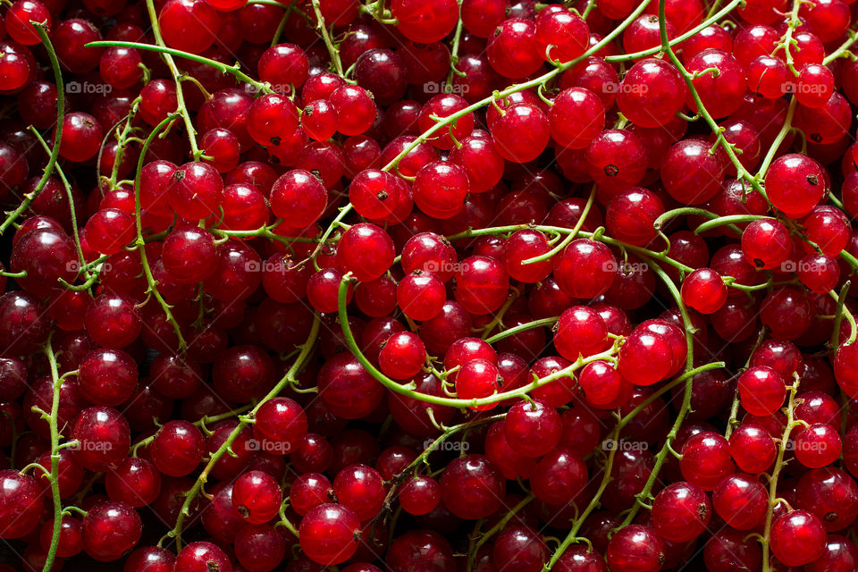 Red currants