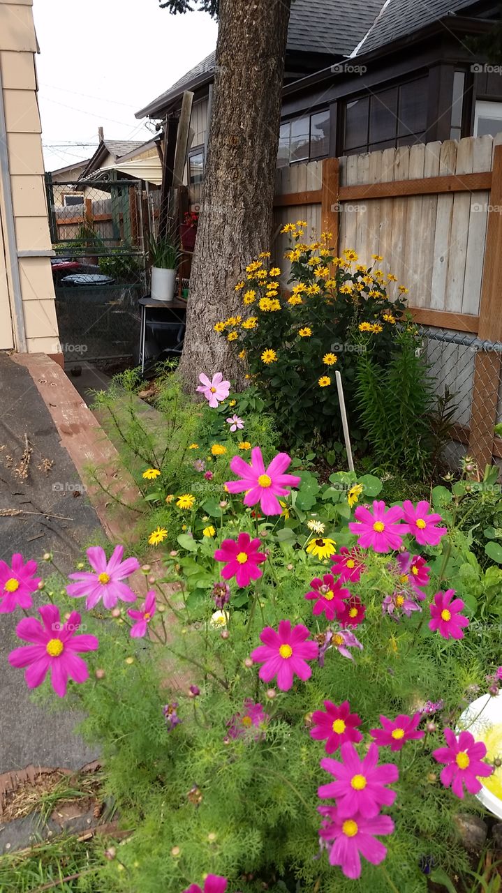 my cosmos2015. dropped seed & came back annually