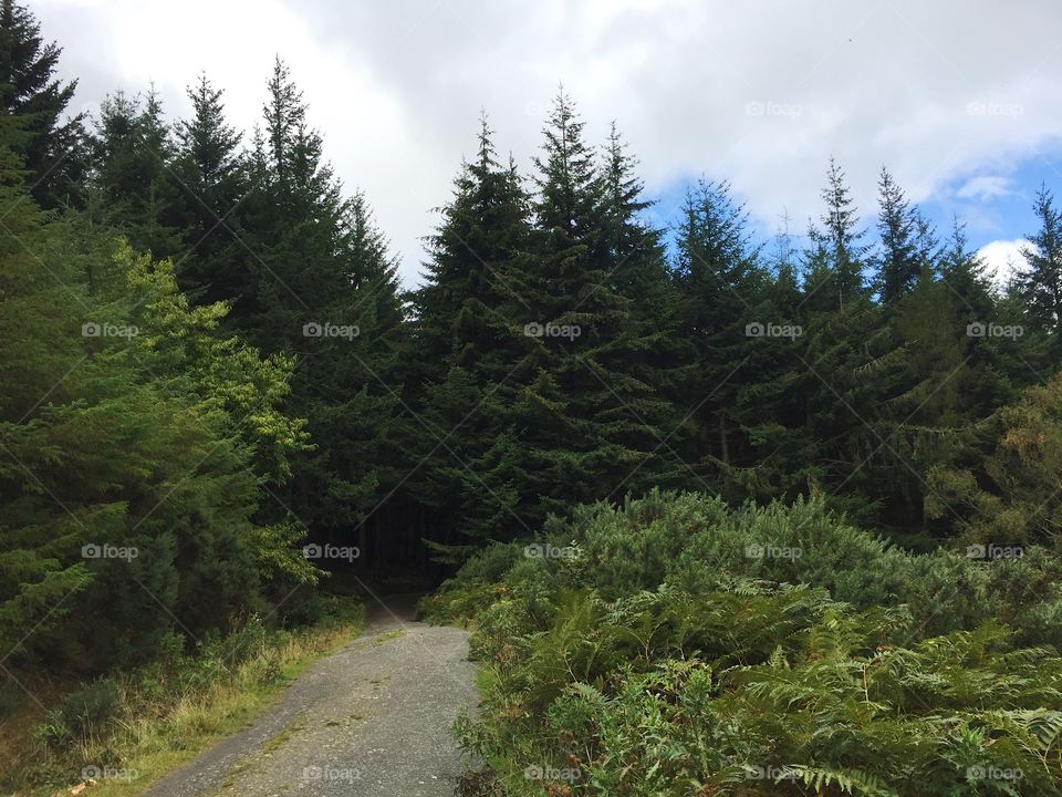 No Person, Landscape, Conifer, Tree, Wood