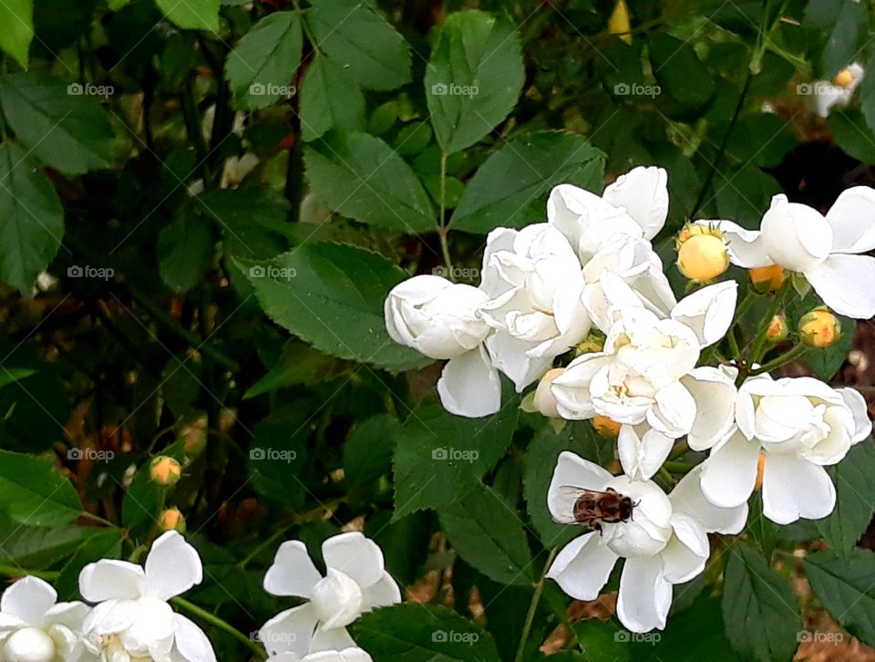 Delicate spring flowers