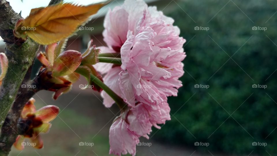 Flower, Nature, No Person, Flora, Garden