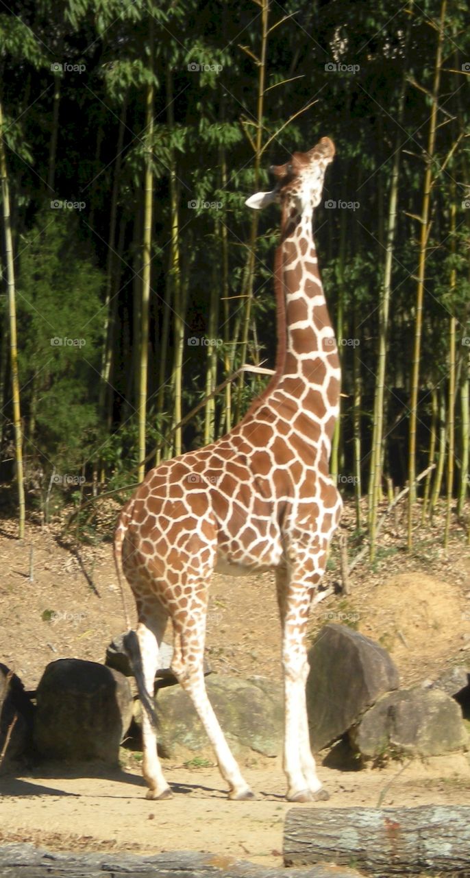giraffe stretch. reach for the top