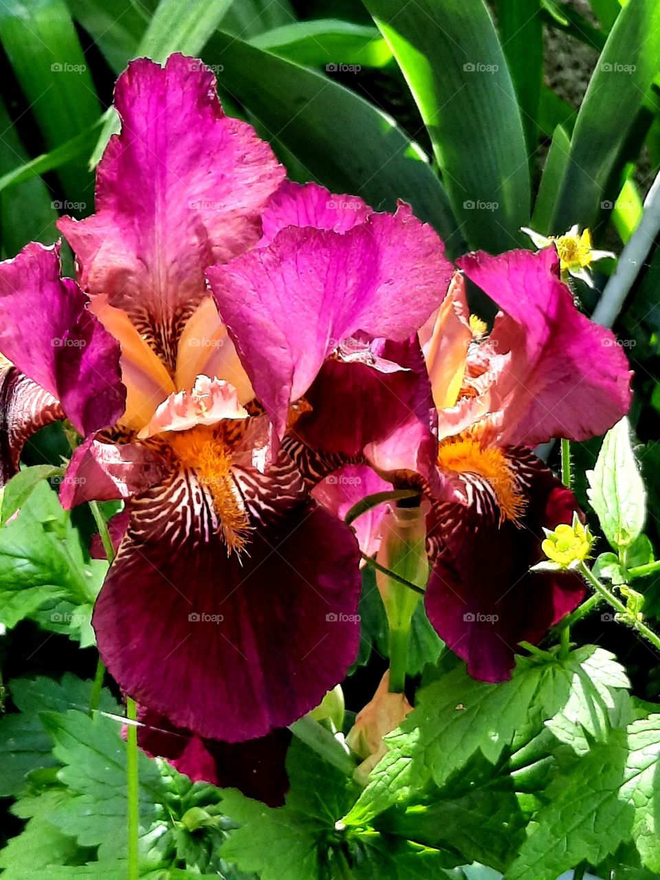 magenta iris  flowers