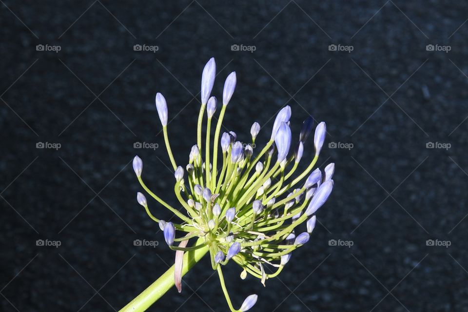 flowers in the garden
