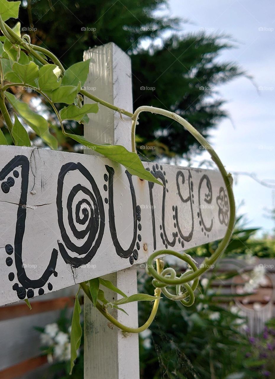 Curly climbing plant