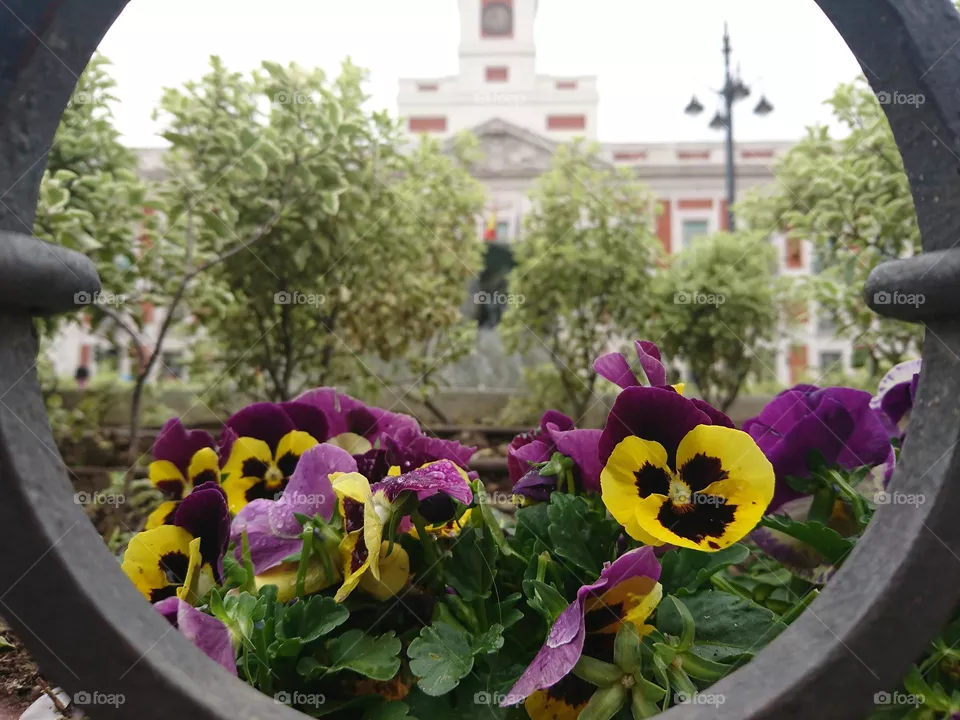 Antiguo y floración 
