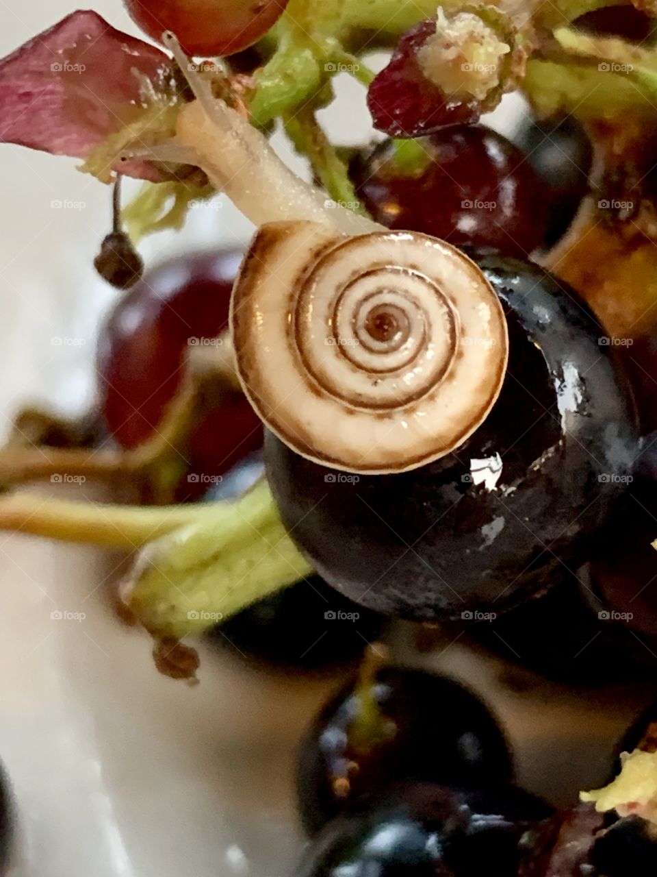 White snail on a black grape