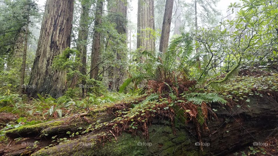 old redwood laying next to ones still alive! lucious green forest!!!!