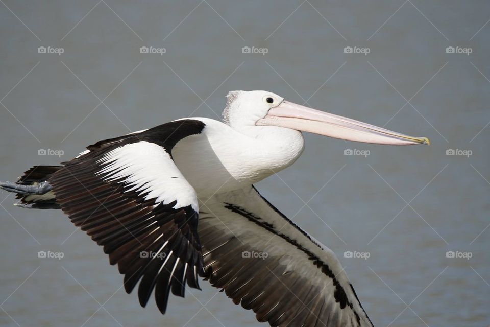 Flying pelican