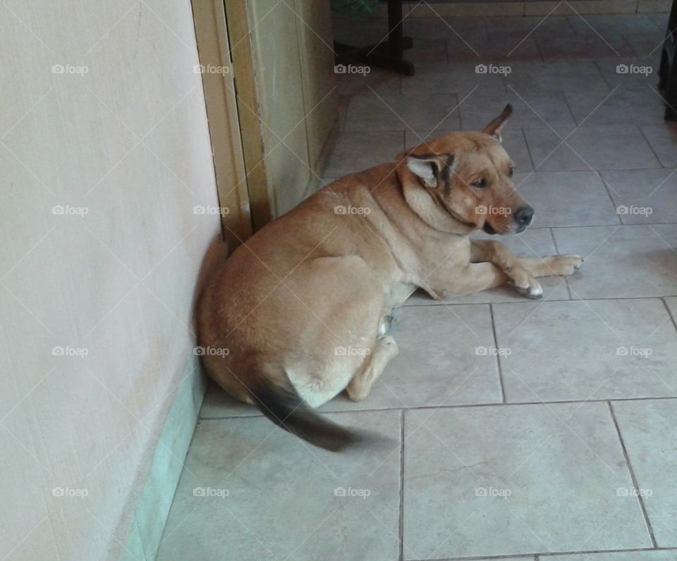 My pest,crossed hands,puppy,rest,afecction,animals,mascot,pest,looking,house,dogs