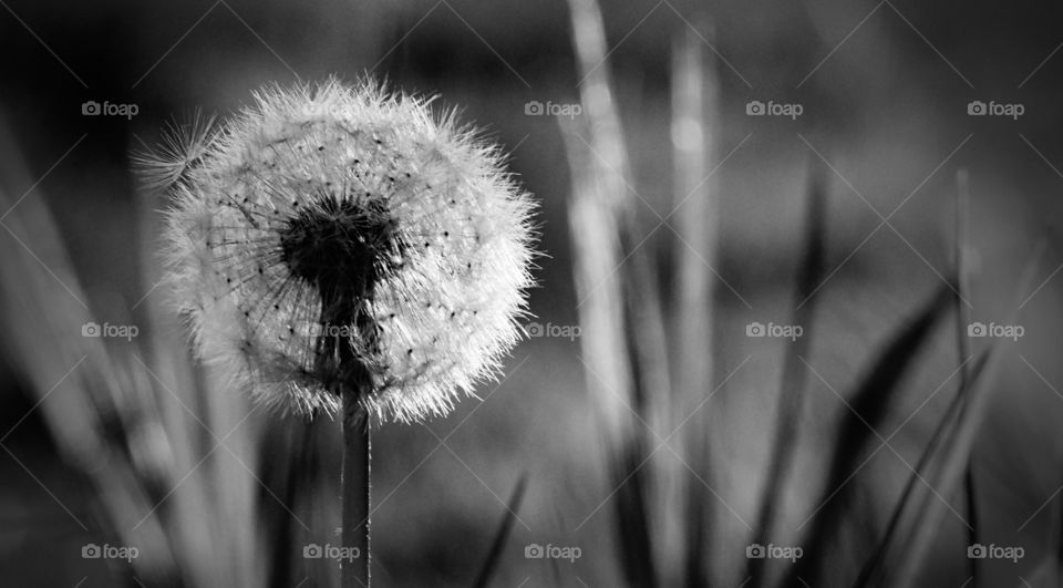 Pusteblume