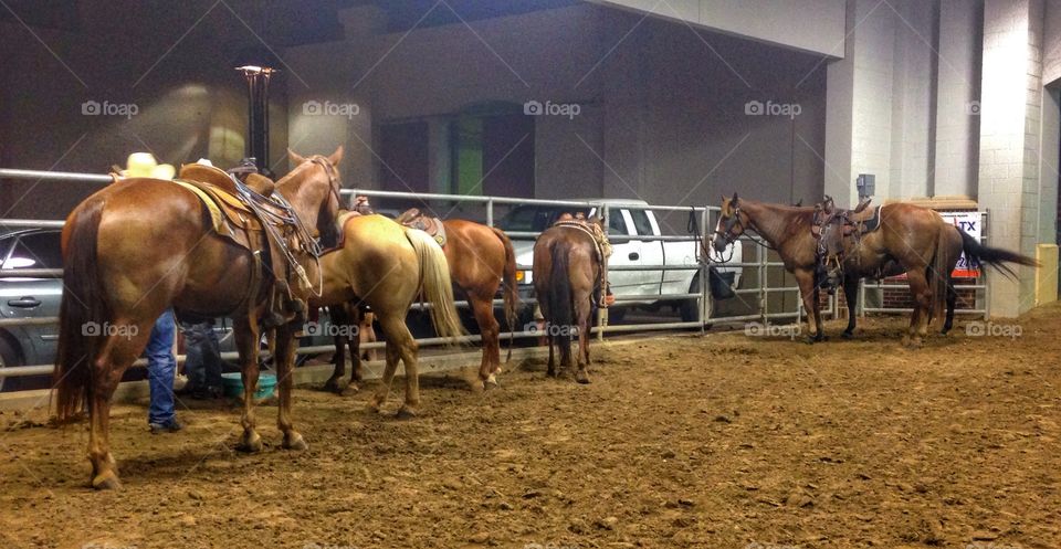 Rodeo break. Horses taking a dinner break at a rodeo