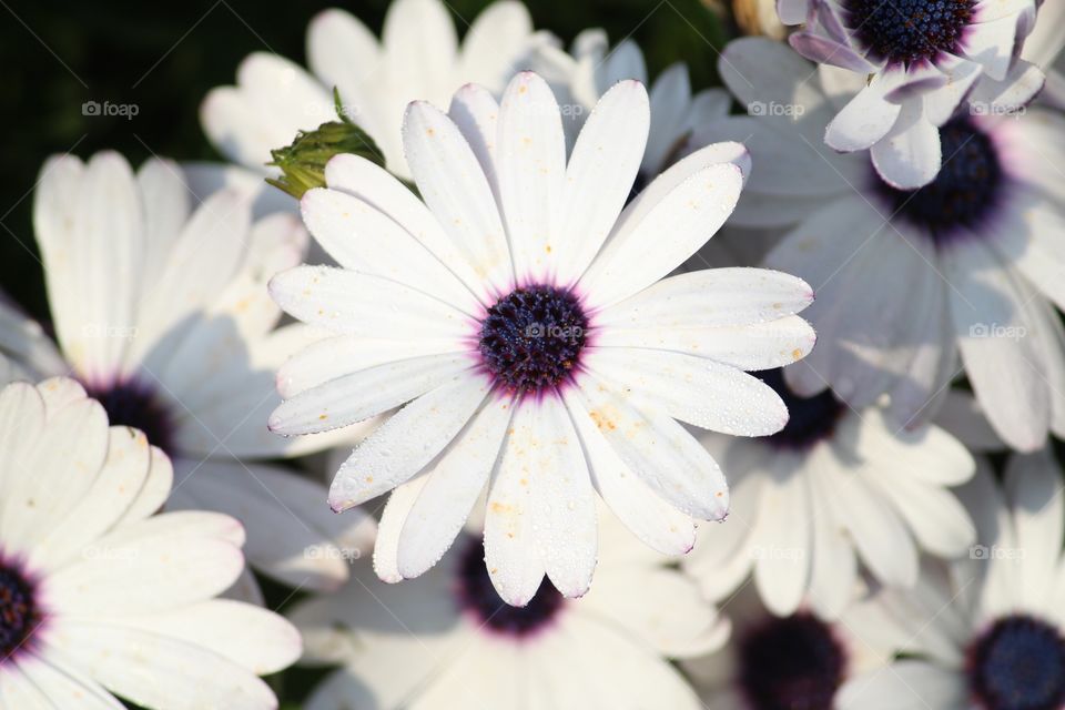 Flowers 🌺 beautifull white flowers