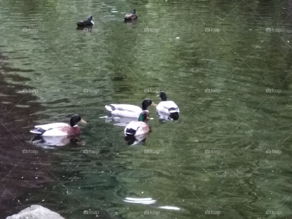 Kurpark in Bad Wildbad